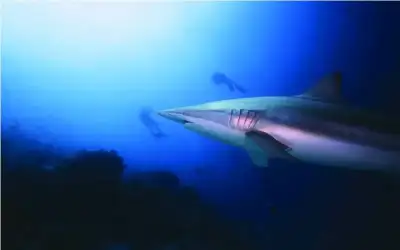 امرأة نيسان ـ سمكة قرش تحول شهر عسل إلى