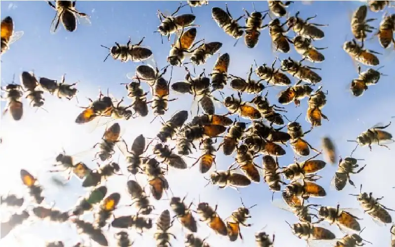 عالم خفي تحت القبور.. 5.5 ملايين