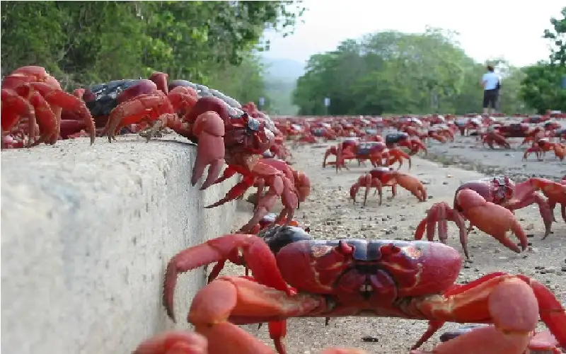 100 ألف بيضة لكل أنثى.. مشهد