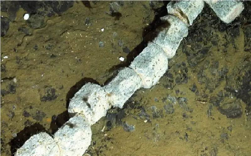 ما السر الذي تخفيه جثة حوت