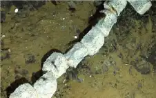 منوعات ـ ما السر الذي تخفيه جثة حوت