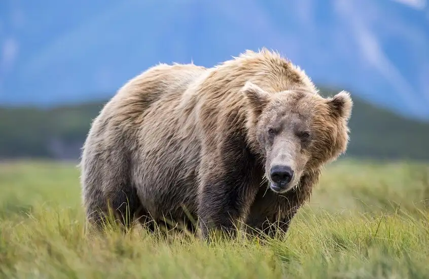 إصابة جنديين أمريكيين في ألاسكا خلال