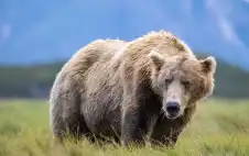 إصابة جنديين أمريكيين في ألاسكا خلال