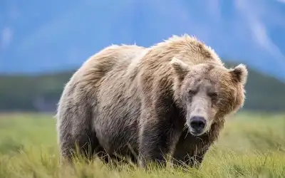 المجالي: موسم الزيتون سيكون الأفضل منذ