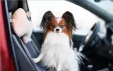 الانسانية الكاذبة.. جرو بـ50 ألف دولار..