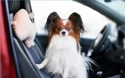 كناكريه: سكة حديد العقبة باكورة استثمارات