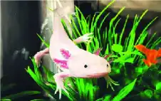 مخلوق مائي مفتاح لنمو أطراف اstrongلبstrongشر