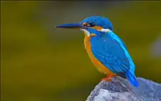 منوعات ـ طائر الرفراف.. بعد 40 عاما من