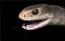 الموت في قطرة.. ثعبان ينفث سما