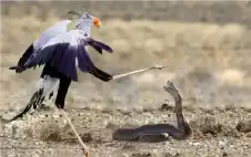 في 15 ميلي ثانية.. شاهد طائرا