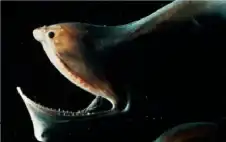 وحش الأعماق المظلمة.. كائن غامض بفم