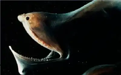 اكتشاف 4 كواكب أقزام غازية