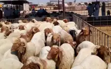 لحامون يتوقعون ارتفاع أسعار الأضاحي لـ350