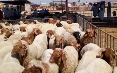 إعلام: برنيع لم يحصل على تفويض