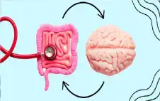 عقلك في أمعائك.. . الدماغ الثاني