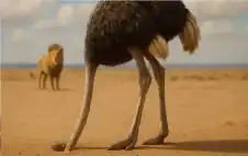 هل يدفن النعام رؤوسه في الstrongرمstrongال