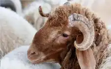 الزراعة تنفي ارتفاع أسعار الأضاحي: تجار