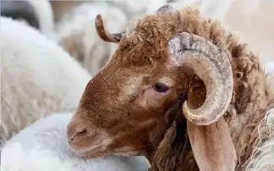 الاقتصاد الرقمي: إنجاز خدمات باقة زواجي