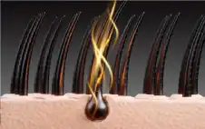 صحة ـ بصيلات الشعر رادارات مناعية ذكية تعزز