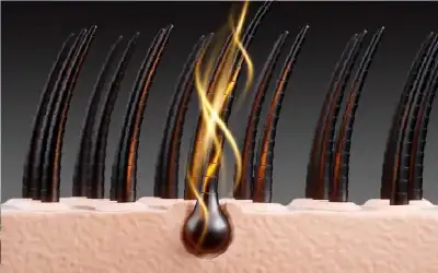 صحة ـ بصيلات الشعر رادارات مناعية ذكية تعزز