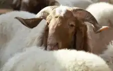 لحامون يتوقعون ارتفاع أسعار الأضاحي في