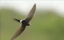 السماء موطنه الوحيد.. طائر يحلق 10