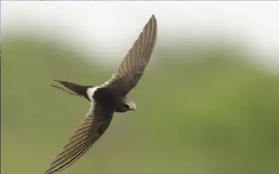 مكافحة الفساد: توقيف رئيس لجنة زكاة