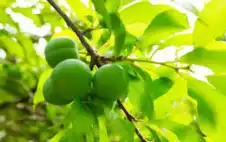 اصابة أكثر من 15 طاstrongلبstrongة بتسمم