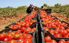 وstrongزيstrongر الزراعة يرفع كميات البندورة المسموح