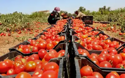 قرارات لجنة تصفية صندوق تقاعد نقابة