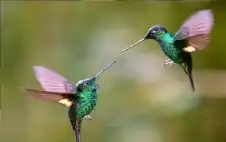 طائر صغير ودرس كبير في الطيران: