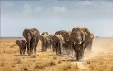 لماذا تعود الفيلة إلى عظام موتاها؟