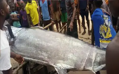 امرأة نيسان ـ يصطاد سمكة ثمنها 2.6 مليون دولار..