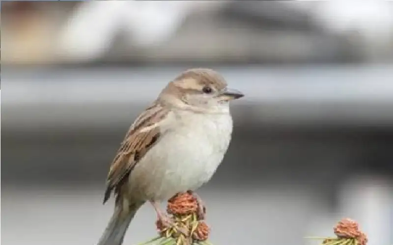 لغز يحير العلماء.. لماذا تخاف طيور