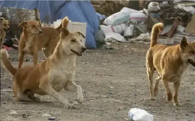 الضمان: 93 ألف مؤمن عليه بالاشتراك