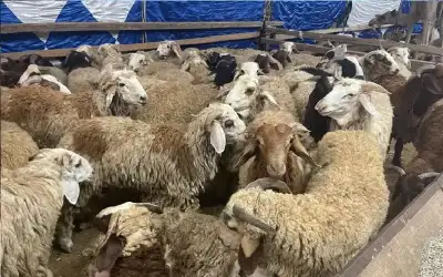 مربي المواشي: أسعار الأضاحي بين 220