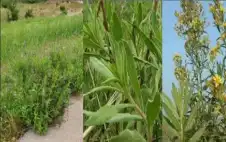 الطيون نبات بري يحتفظ بحضوره في