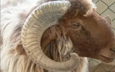 تفاصيل صادمة .. إختطاف عريسين وضربهما