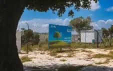 300 نبتة زرعت بنسبة نجاح وصلت
