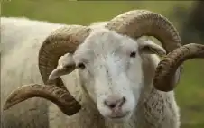 31 ألف رأس خراف في طريقها