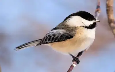 الأمن يكشف هوية قاتل الشهيد الدلابيح