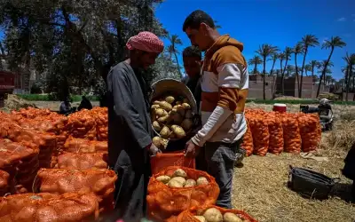 مزارعون في مصر يخفضون إنتاجا لم