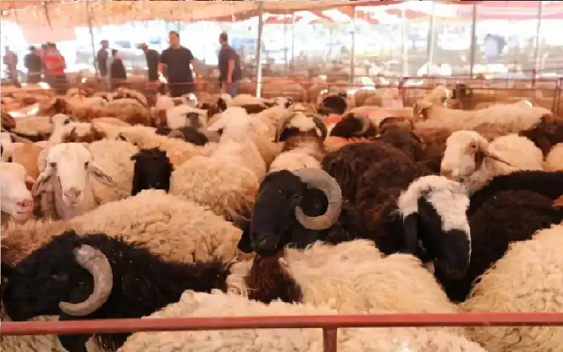 400 حظيرة لبيع الأضاحي في 24