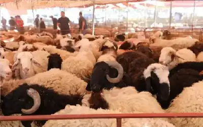 الحكومة: حظر التجول الشامل لمدة يومين