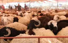 400 حظيرة strongلبstrongيع الأضاحي في 24