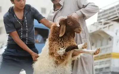منوعات ـ كيف تختار أضحيتك السليمة؟.. إرشادات مهمة