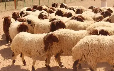 132 إصابة كورونا بين الاطباء منذ