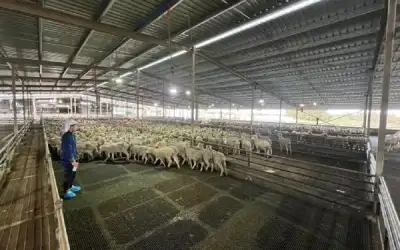 الذكور يستحوذون على 85.5% من وظائف