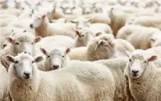 الزراعة: أسعار الأضاحي بين 5 -