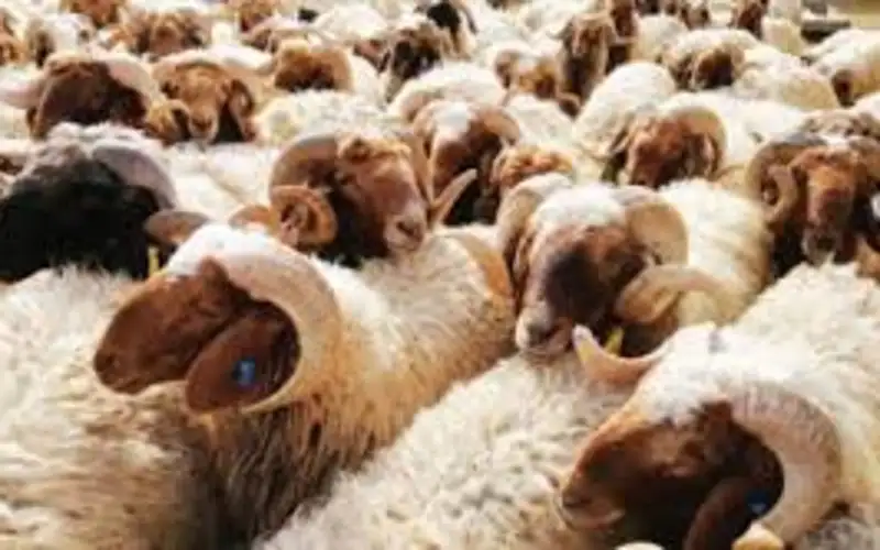 الحكومة تعلن الأسعار المتوقعة للأضاحي